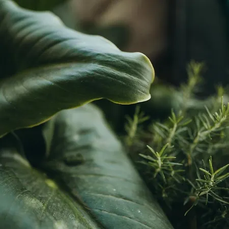 Anatota Hvar 4* هفار